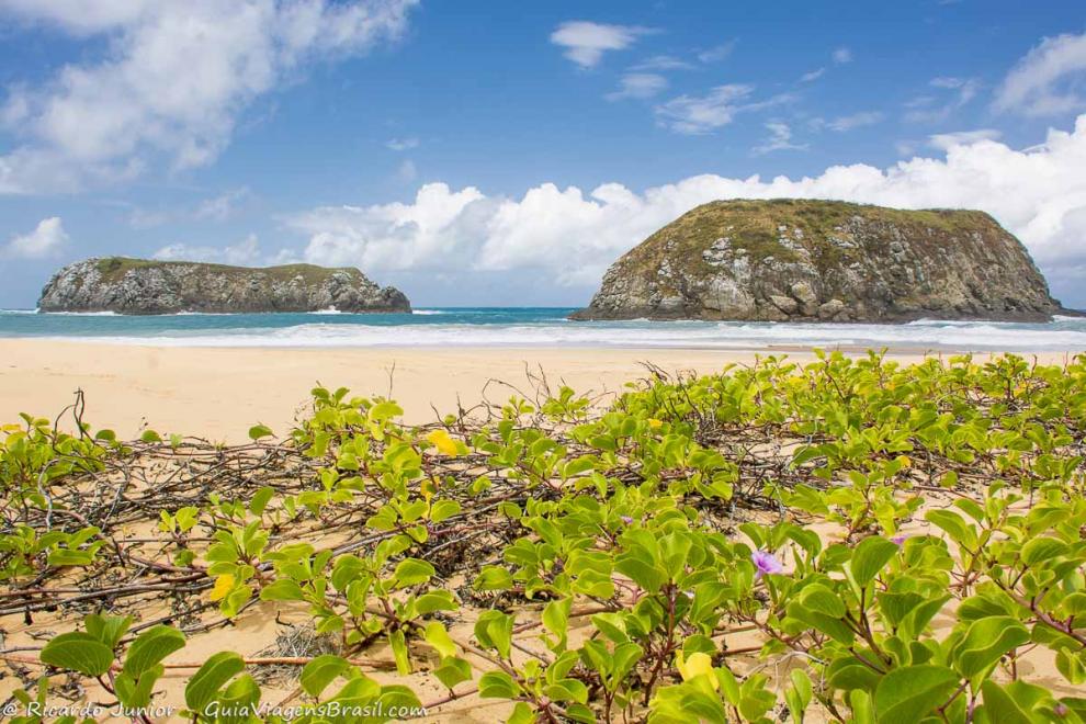 Imagem da vegetação rasteira nas areias da Praia do Leão.